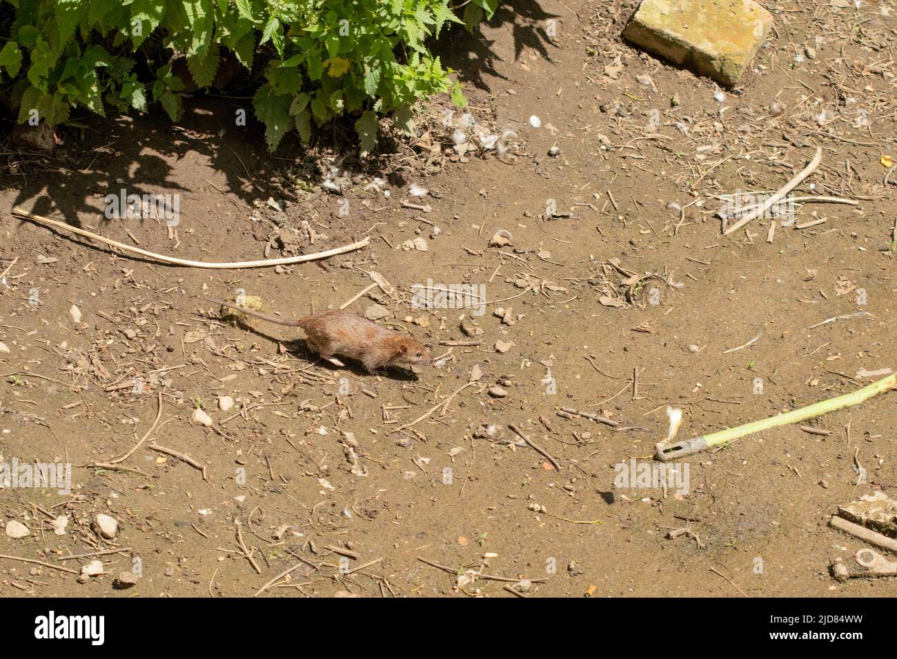 Braune Ratte, Rattus norvegicus, schleichen aus einer Hecke Stockfoto