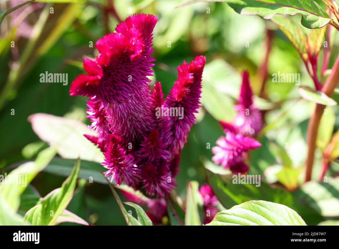 Chinesische Cockscomb Wollblume oder schöne burgunderrote Blume, Celosia argentea Stockfoto