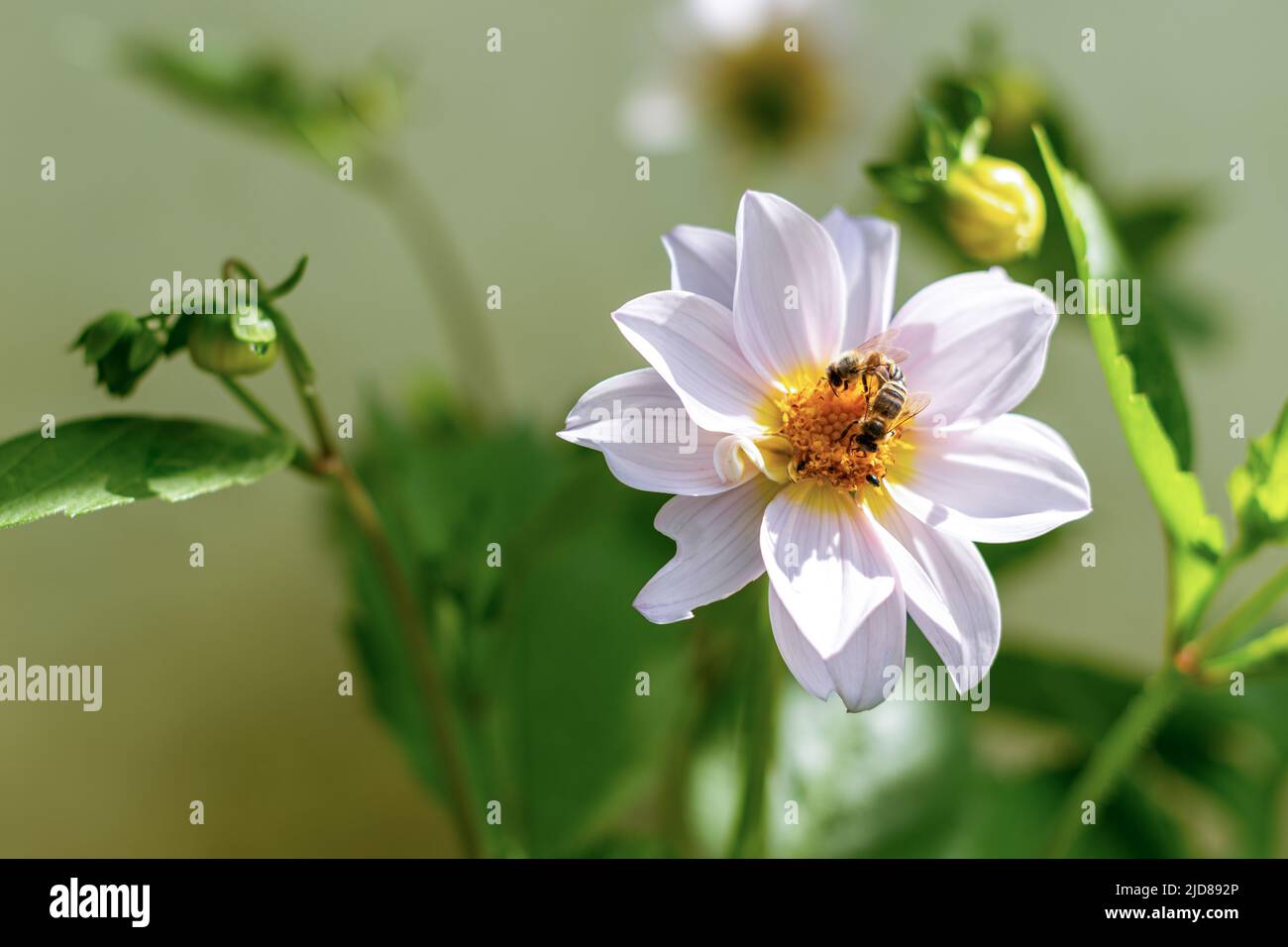Honigbienen sammeln Pollen aus der weißen Dahlia-Blume. Bienen bestäuben Garten Blume Hintergrund. Stockfoto