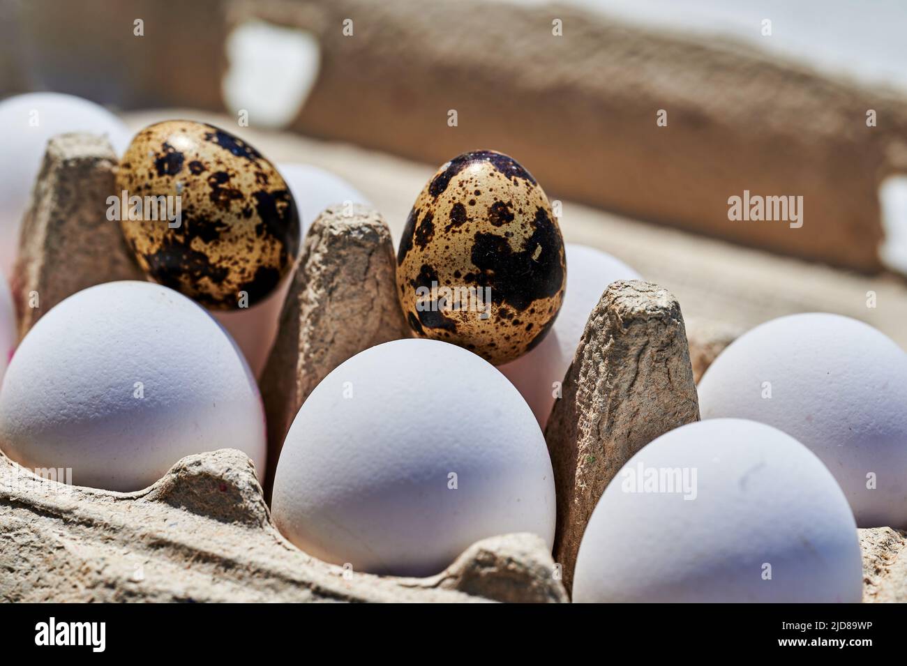 Schachtel mit frischen Wachteleiern mit gesprenkelter Schale mit Hühnereiern im Vordergrund. Stockfoto