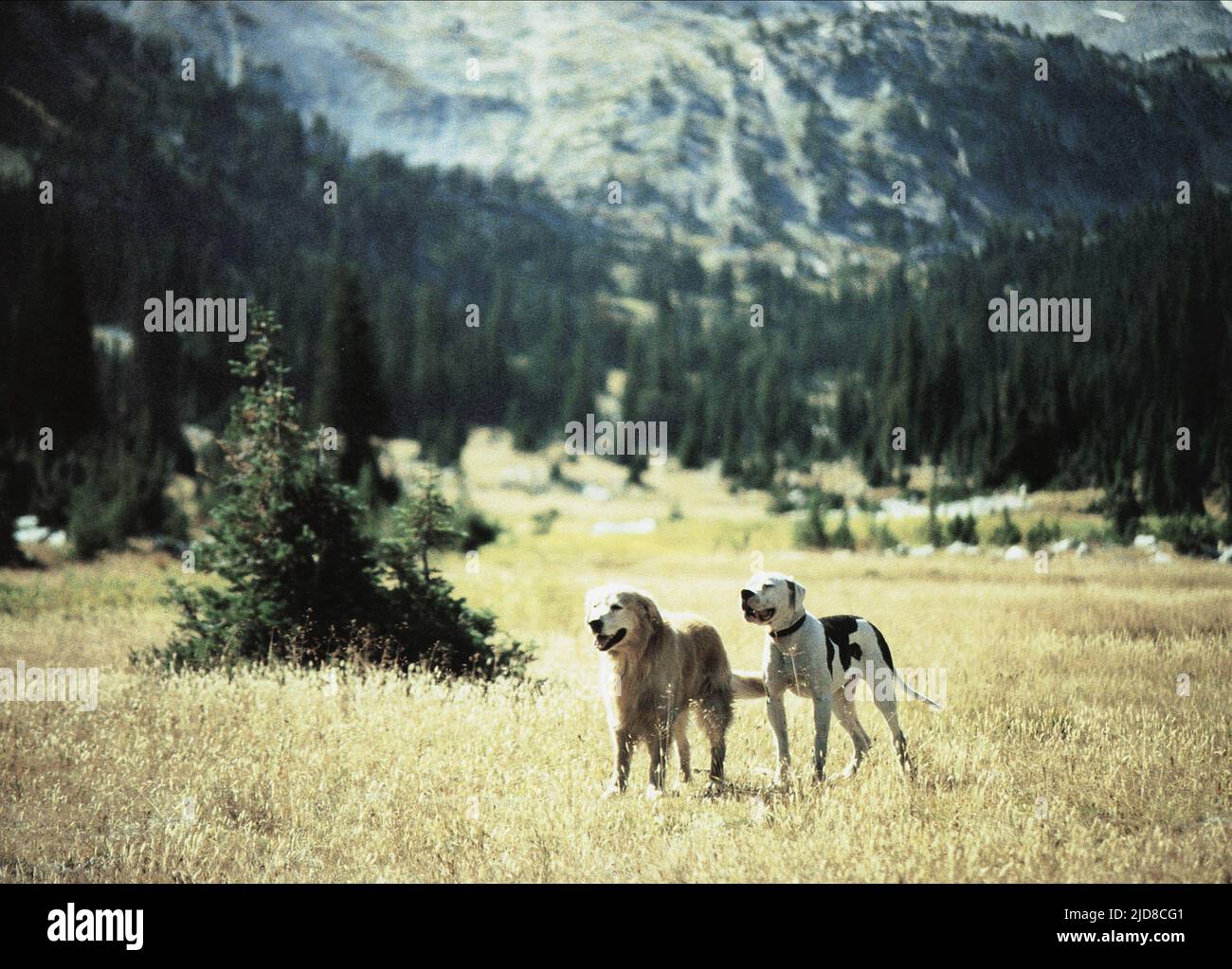 LAUREN, Schatten, Homeward Bound: The Incredible Journey, 1993 Stockfoto