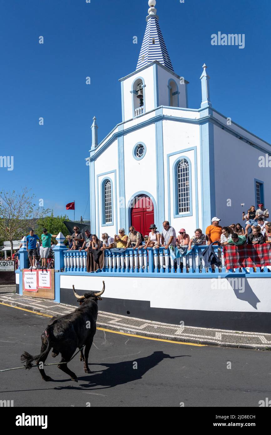 Ein Stier schaut auf eine Menschenmenge, die sich sicher am Capel of Good Travel versteckt, während er während einer Tour durch die Straßen streift, eine Corda, die auch als Stier am Seil beim Sanjoaninas-Fest am 18. Juni 2022 in Angra do Heroísmo, Terceira Island, Azoren, Portugal, bezeichnet wird. Während der einzigartigen Veranstaltung auf den Azoren löst sich ein an ein langes Seil gefesselter Stier, während die Teilnehmer versuchen, den Stier abzulenken oder davon zu Rennen. Quelle: Planetpix/Alamy Live News Stockfoto