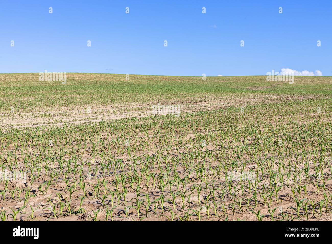 Grüne, frisch reifende landwirtschaftliche Feldlandschaft am blauen Himmel Stockfoto