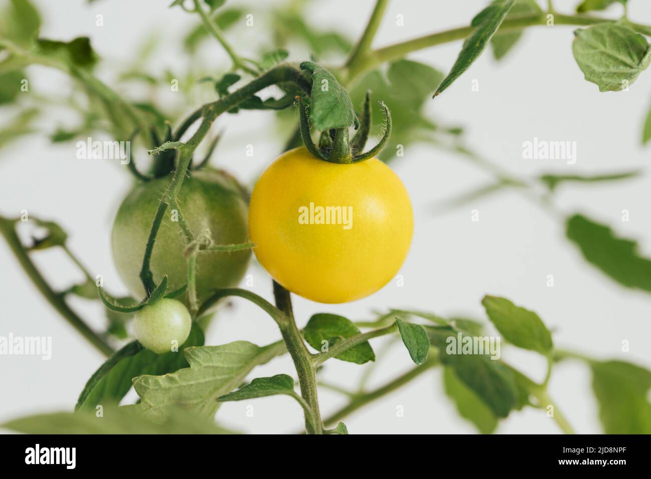 Gelbe und grüne Kirschtomaten auf einem Zweig in der Nähe. Tomaten wachsen auf einem Busch auf weißem Hintergrund. Stockfoto