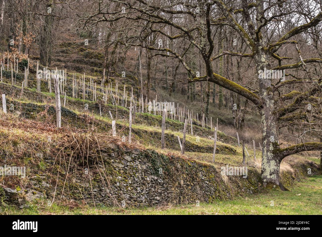 Terrasses de la Bontat - Vignoble Stockfoto