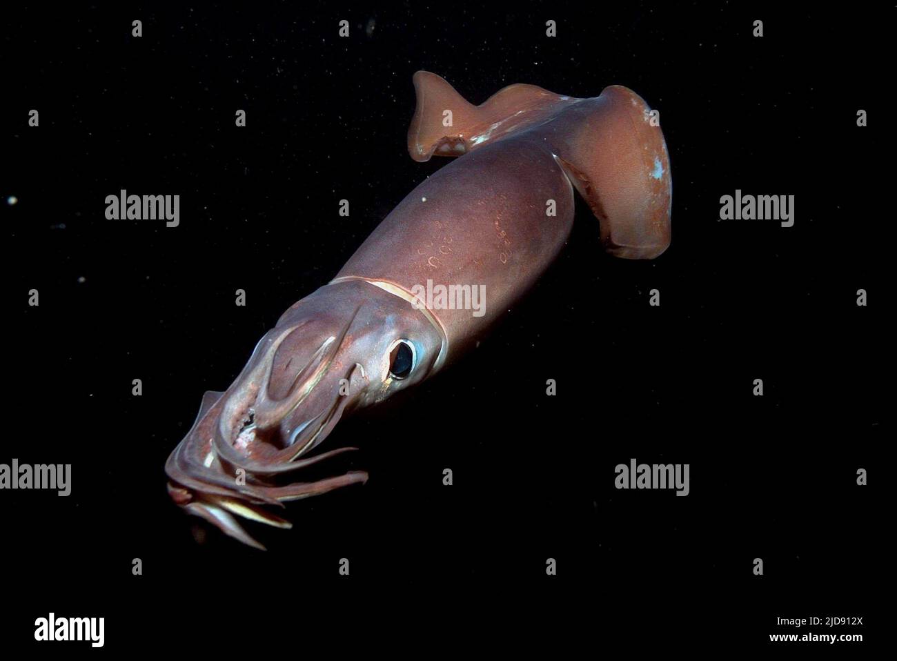 RIESIGER HUMBOLDT SQUID, TIEFSEE, 2006, Stockfoto