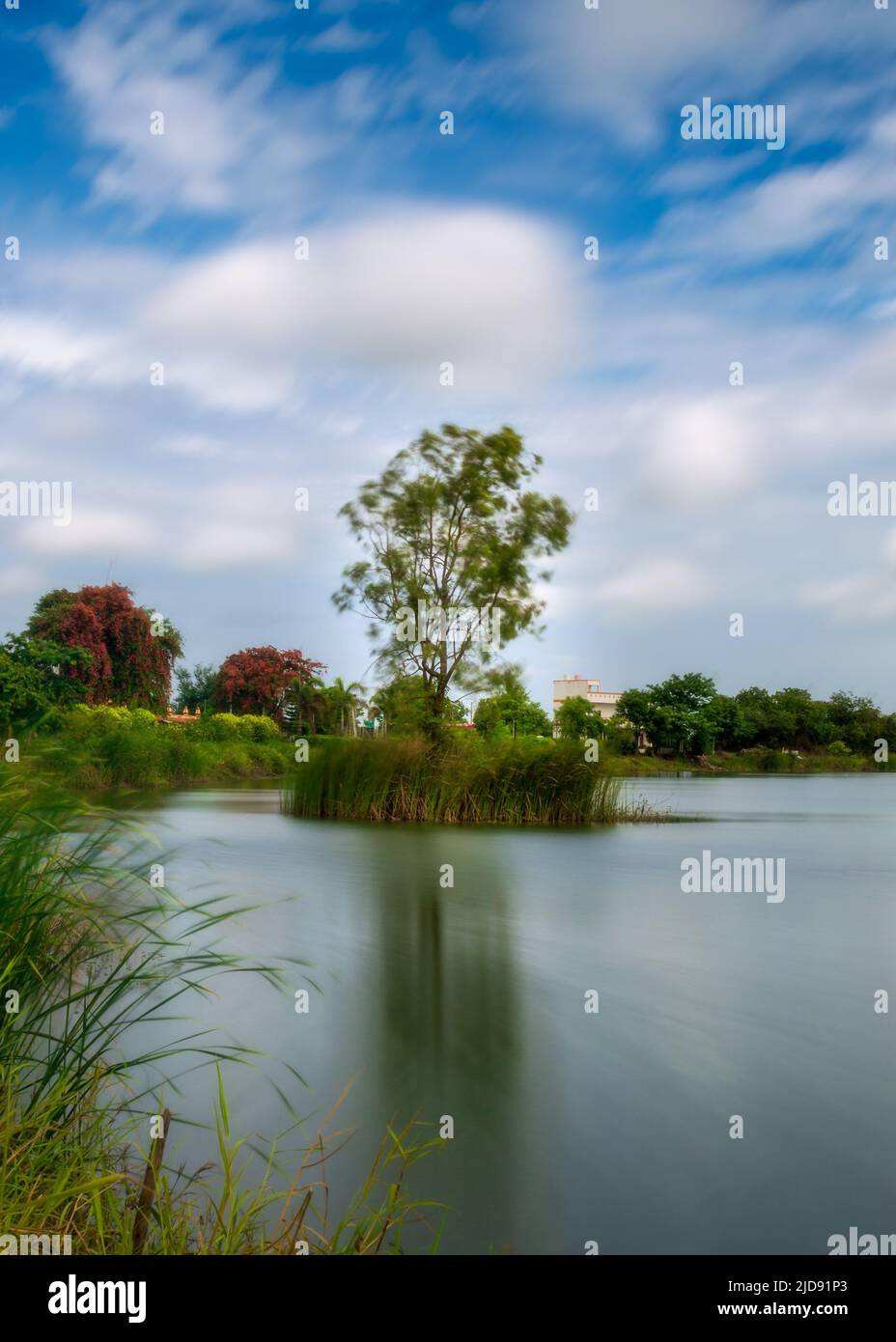 Ein Baum, der sich mit dem Wind auf einer kleinen Insel bewegt Stockfoto