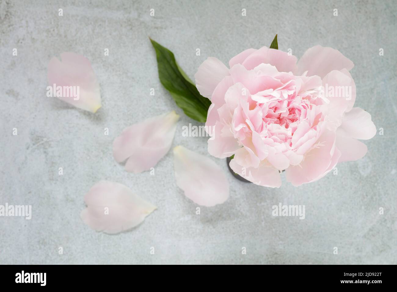 Rosa Pfingstrose mit Blütenblättern Stockfoto