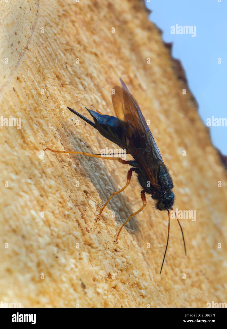 Stähleblaue Holzwespe, Sirex juvencus Eier in Tannenholz legen, kann dieses Insekt ein Schädling auf Nadelholz sein Stockfoto
