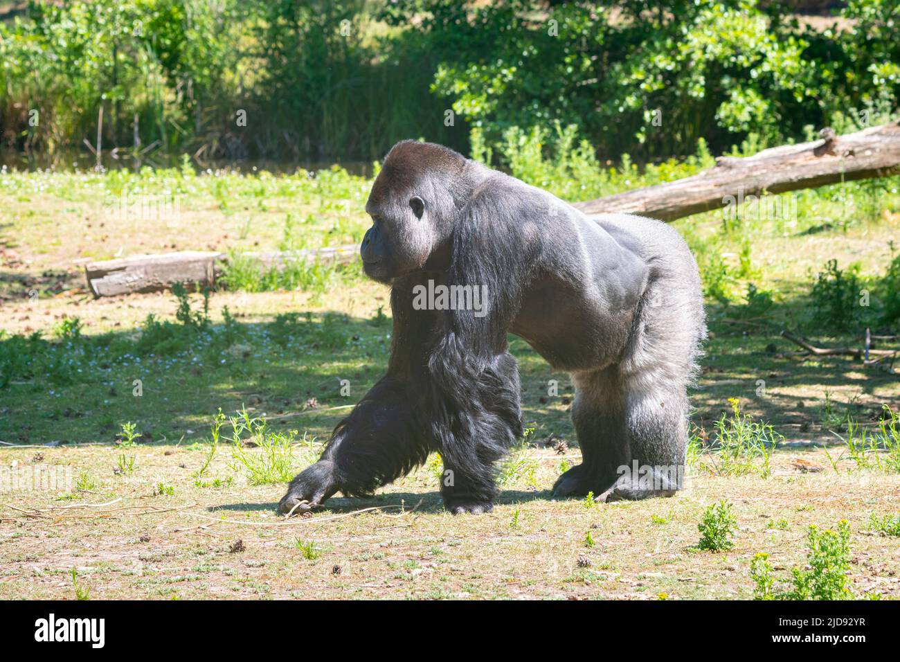 Gorilla läuft im Safari Park 'Beekse Bergen', Niederlande Stockfoto