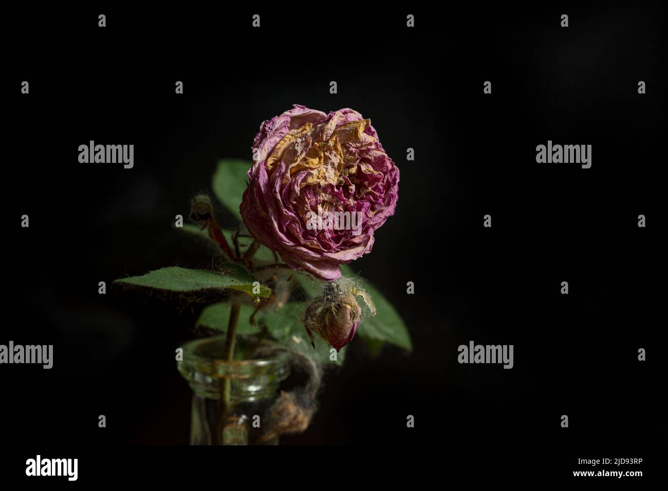 Eine verwelkte Rose auf schwarzem Grund Stockfoto