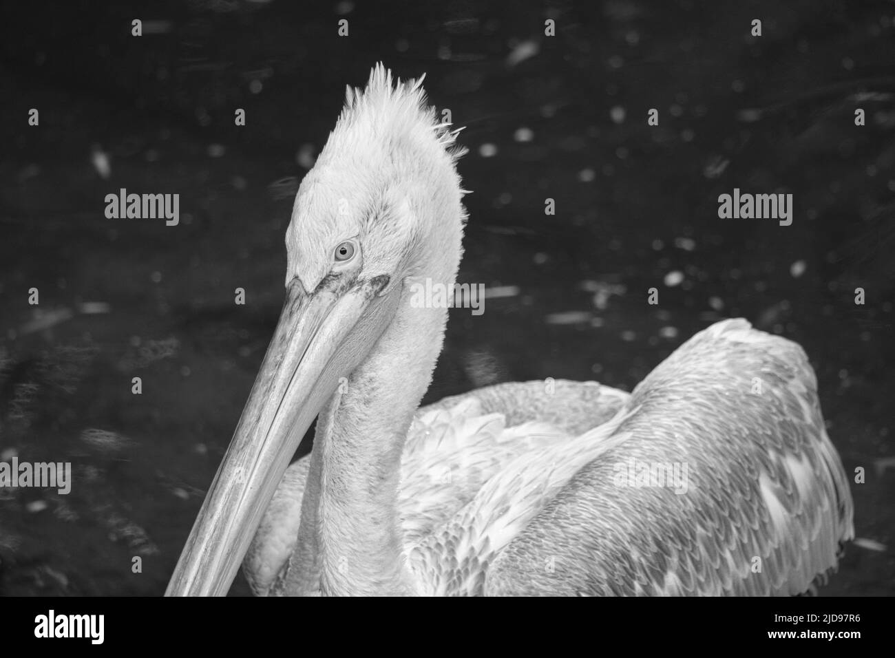 Pelikan schwarz und weiß, schwimmend im Wasser. Weißgraues Gefieder, großer Schnabel, bei einem großen Seevogel. Tierfoto Stockfoto