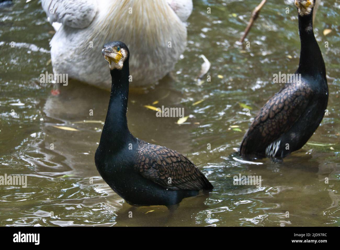 Kormoran-Vogel in Nahaufnahme. Detailreiches Gefieder. Predator, der Fisch isst. Tierfoto in der Natur. Stockfoto