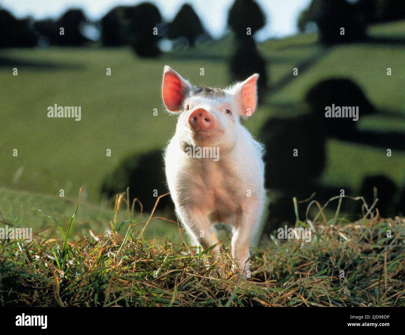 BABY, BABY, 1995 JAHRE, Stockfoto