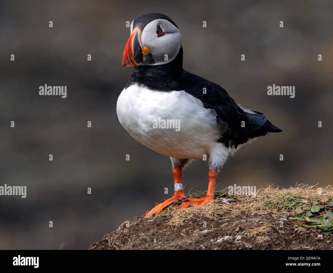 Atlantischer Papageitaucher (Fraterkula arctica) auf den Tresthnischen Inseln vor der Westküste der Isle of Mull, Schottland, Großbritannien. Oft „Clowns des Meeres“ genannt Stockfoto