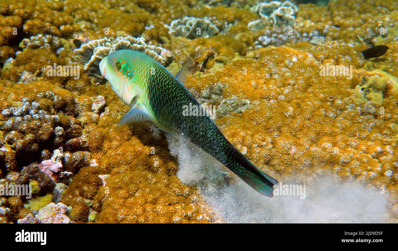 Halb und halb dicklippige Lippe spuckt oder Hemigymnus melapterus, der zwischen Riffkorallen schwimmt. Unterwasserfoto von farbenfrohen tropischen Fischen vom Tauchen Stockfoto