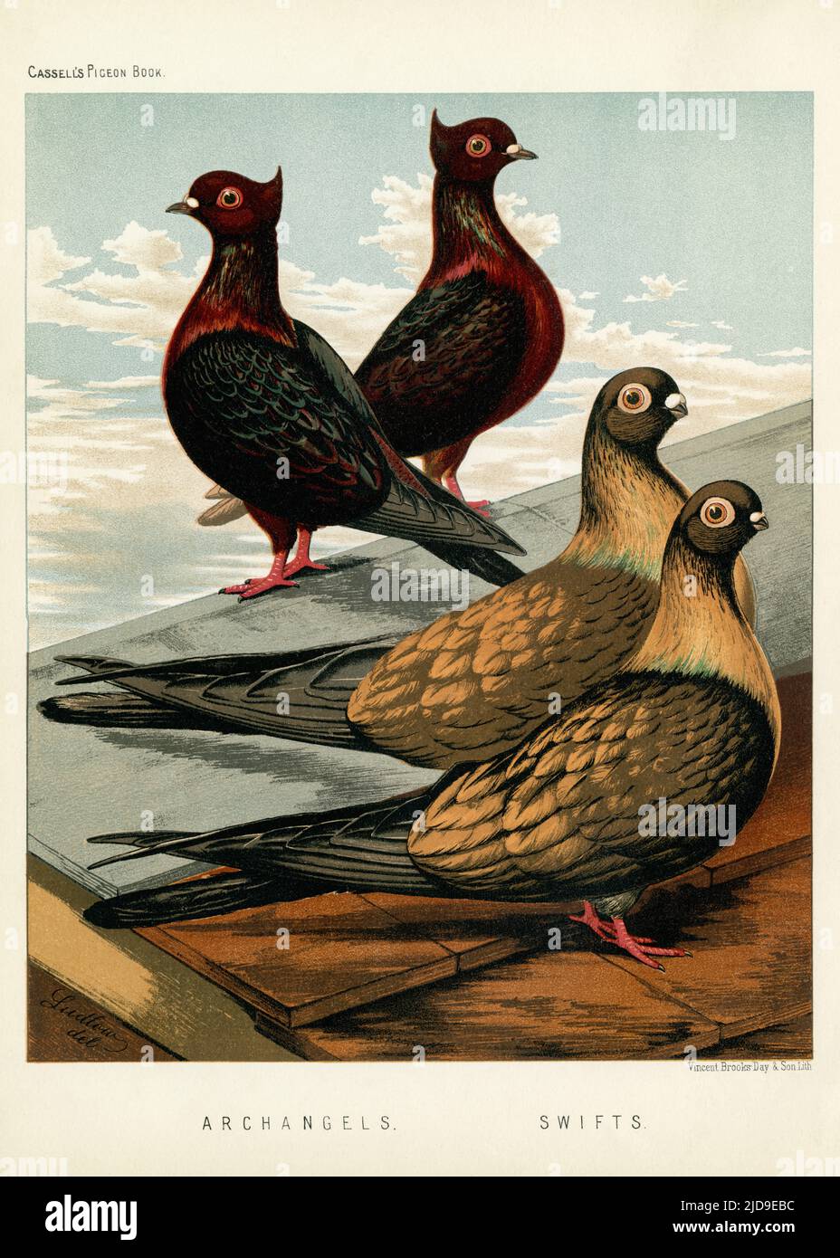 Kroatische und ägyptische Tauben - Erzengel und Swifts - Barsch auf einem Dach in diesem Kunstwerk des britischen Künstlers Joseph W Ludlow (1840-1916) für das seltene 'Illustrated Book of Pigeons with Standards for Judging', auch bekannt als 'Cassell's Pigeon Book', Das Buch wurde von Robert Fulton geschrieben und erstmals 1876 mit 50 chromolithographischen Farbplatten veröffentlicht. Stockfoto
