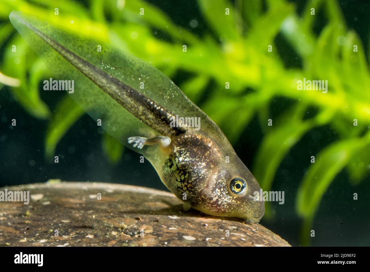 Europäischer Baumfrosch Hyla arborea Baumfrosch Kaulquappen Pollywogs Pollywog Metamorphose Metamorphose Stockfoto