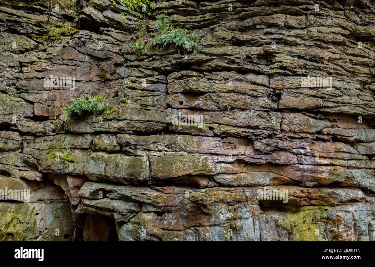 Schichten aus Droop-Sandstein mit Farnen, Moos und Flechten wachsen auf einer schieren Felswand im Beartown State Park in West Virginia. Stockfoto