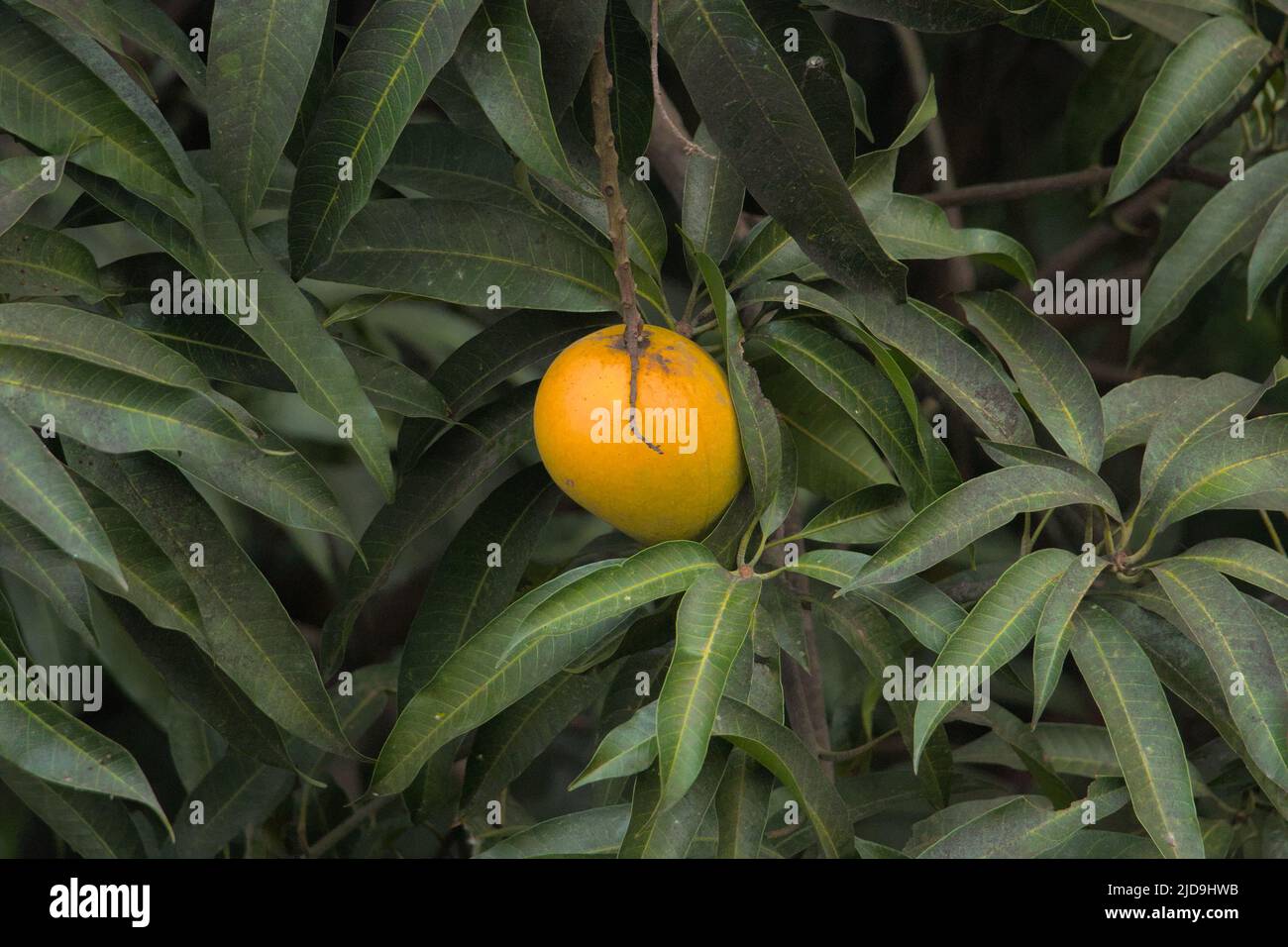 Reifer Mango baumelt an einem Baum Stockfoto
