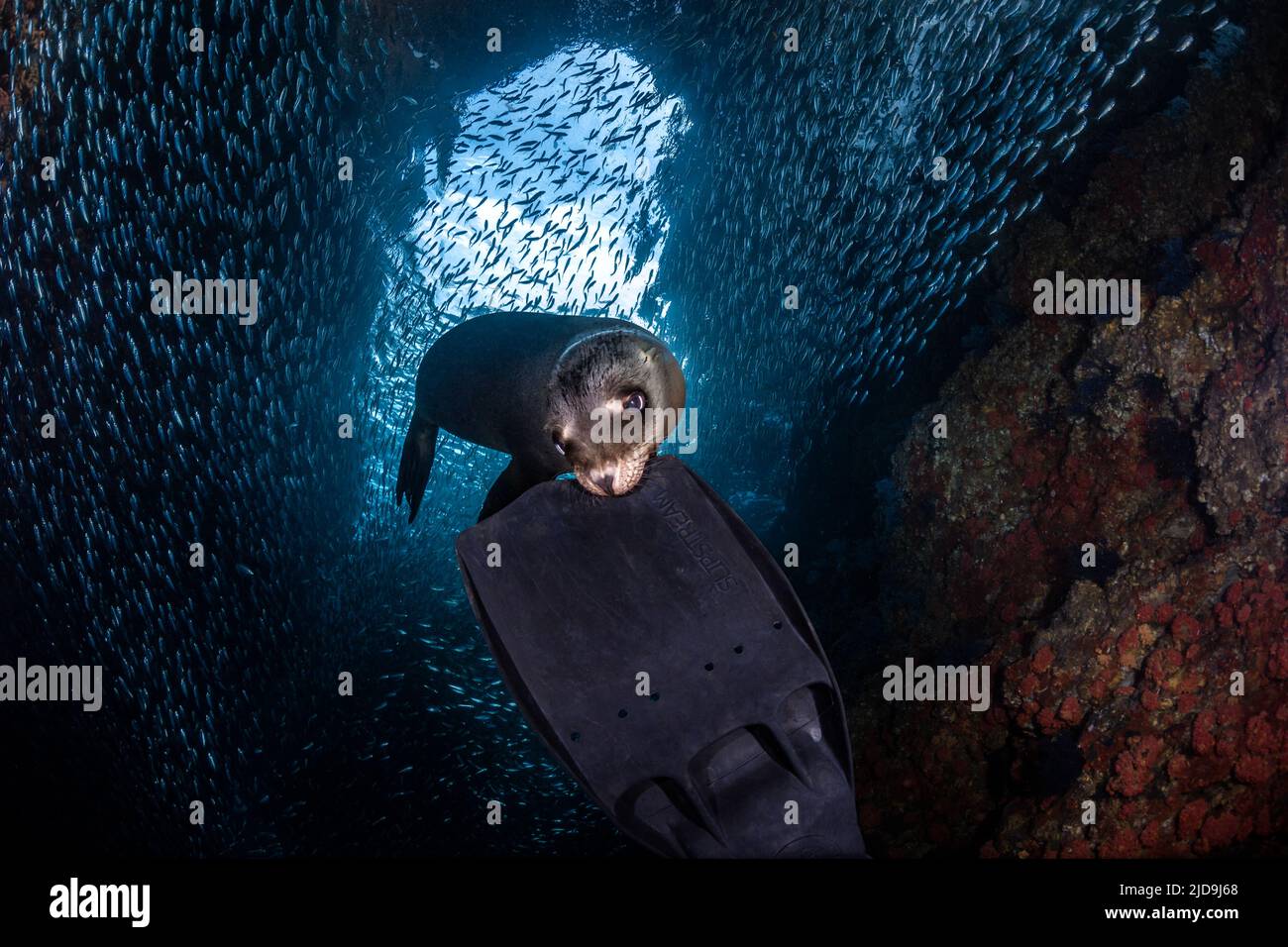 Scuba Divers Fin Los Islotes, La Paz, Baja California Sur, Mexiko Stockfoto