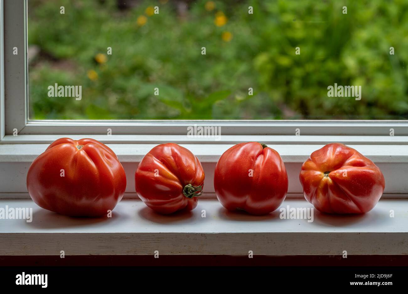 Erbstück Tomaten reifen auf Fensterbank. Stockfoto