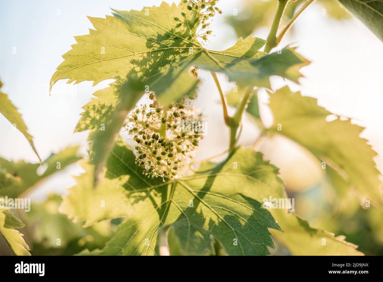 Junge, blühende Trauben auf der Weinrebe in der Nähe des Weinbergs Stockfoto