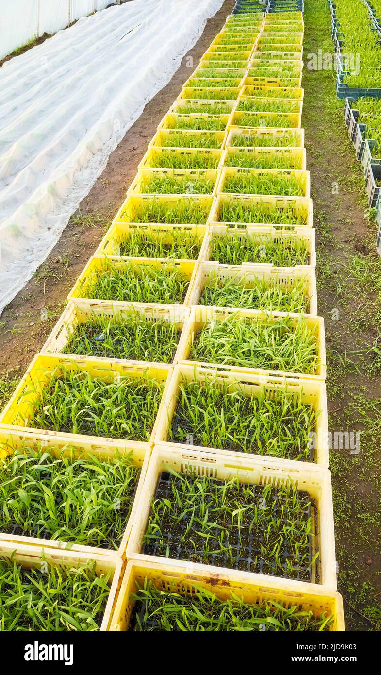 Reihen von organischen Gemüsesämlingen in Containern, Gewächshausplantage. Stockfoto