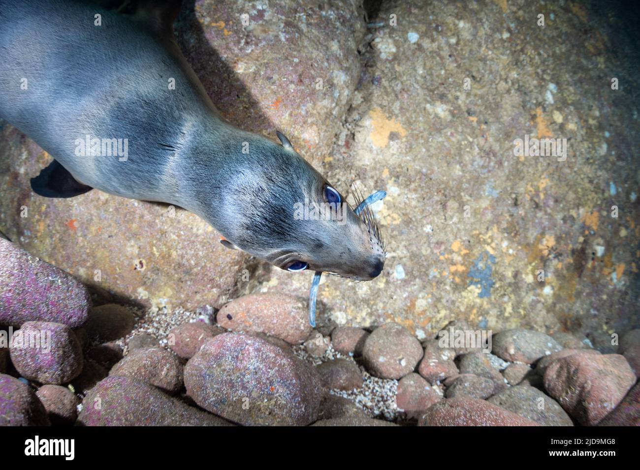 Kalifornischer Seelöwe (Zalophus californianus) in Los Islotes, La Paz, Baja California Sur, Mexiko Stockfoto