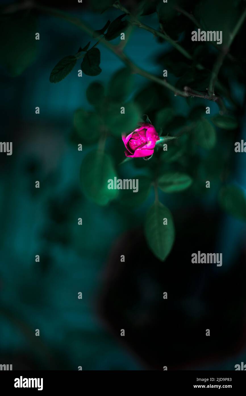 Wunderschöne Rosen, die in der Morgensonne schimmern Stockfoto