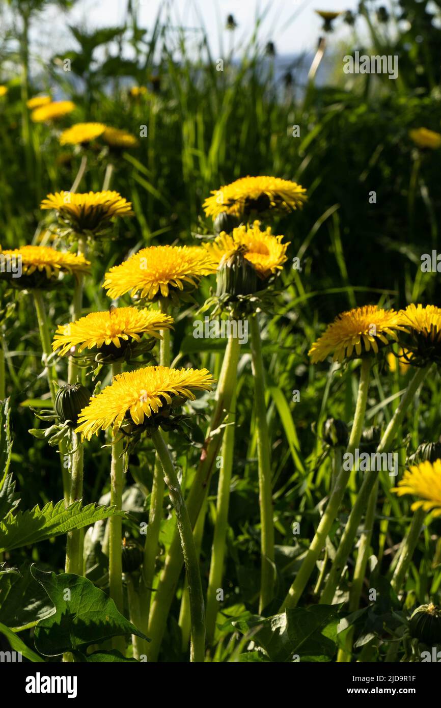Selektive Nahaufnahme der gelben Elendelionen auf der Frühlingswiese. Gelbe Blüten im grünen Gras auf dem Feld. Stockfoto