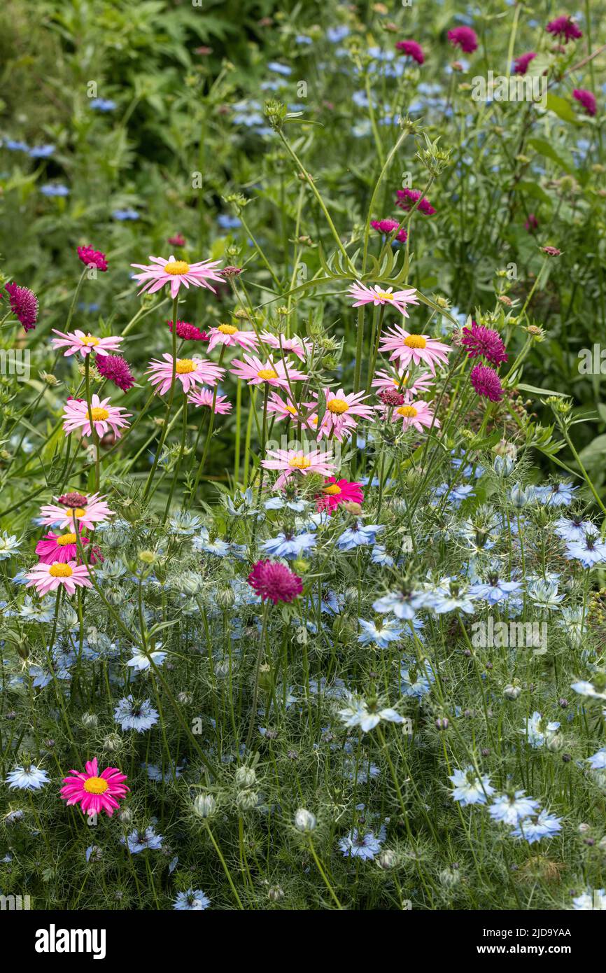 Nigella Damascena, in einem Sommergarten mit rosa Gänseblümchen gepflanzt, Somerset, England, Großbritannien Stockfoto