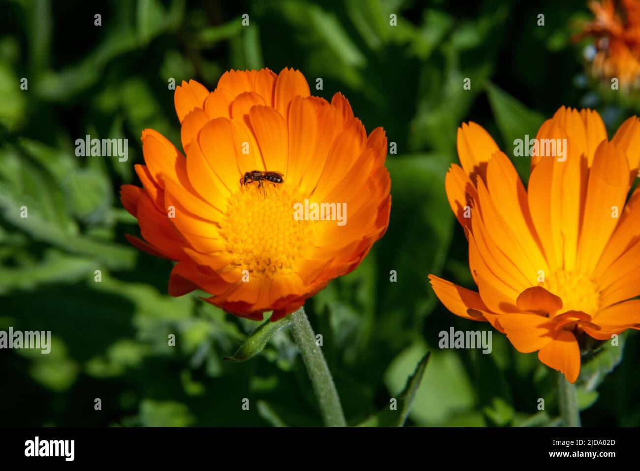 Gänseblümchen blüht in warmer orange Farbe mit einer bestäubenden Biene Stockfoto