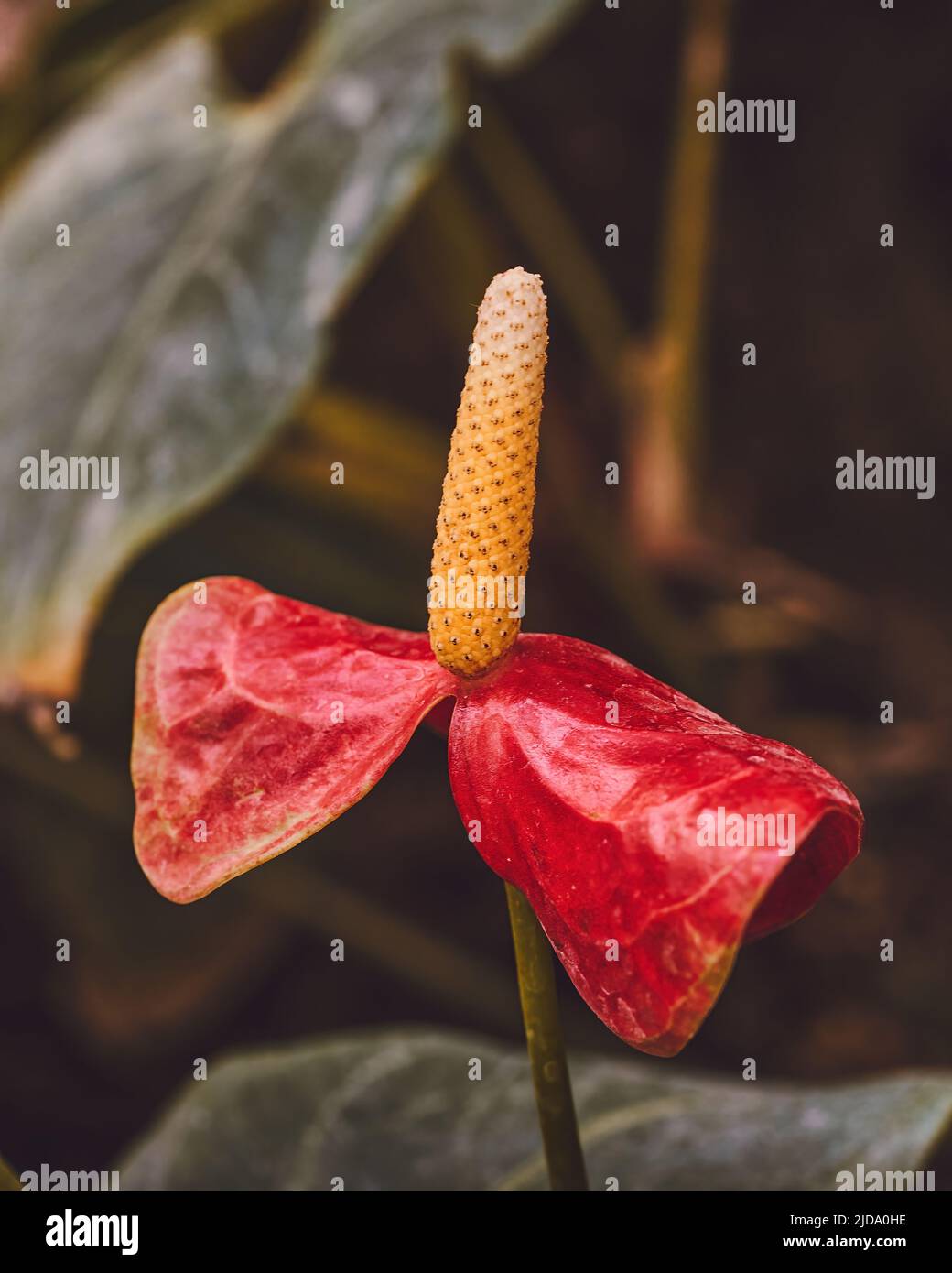 Einzelne Flamingo Blume mit Urlaub. Hochwertige Fotos Stockfoto