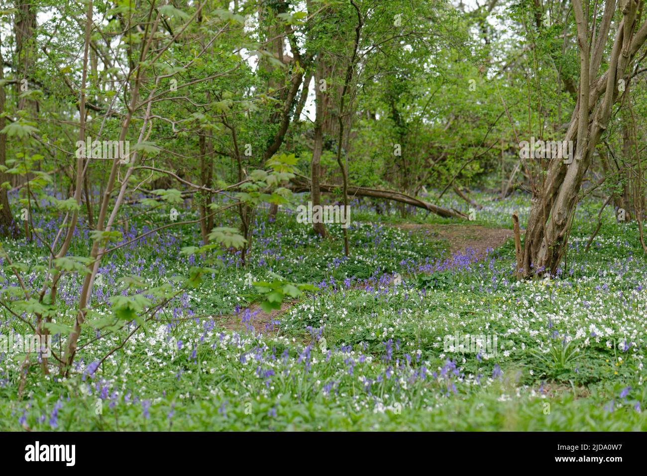 Anemonen und Bluebells entlang eines Pfades im alten britischen Woodland Stockfoto