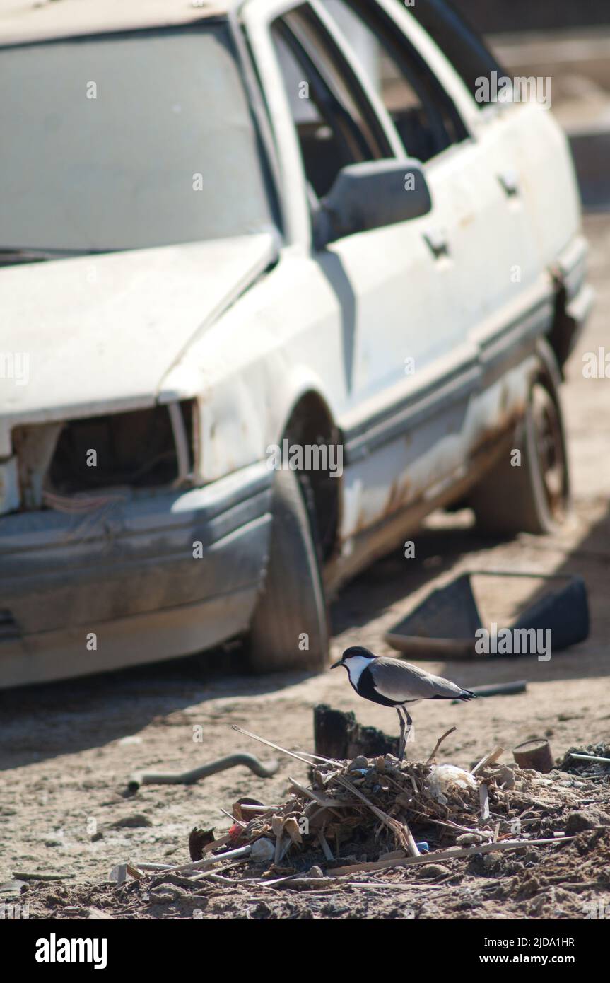 Spumelflügeliger Kiebitz Vanellus spinosus auf einem Haufen Müll und verlassenen Autos. Saint-Louis. Senegal. Stockfoto