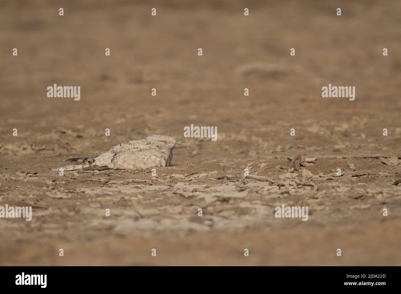 Ägyptische Nachtschwalbe Caprimulgus aegyptius saharae in Ruhe. Nationalpark Oiseaux du Djoudj. Saint-Louis. Senegal. Stockfoto