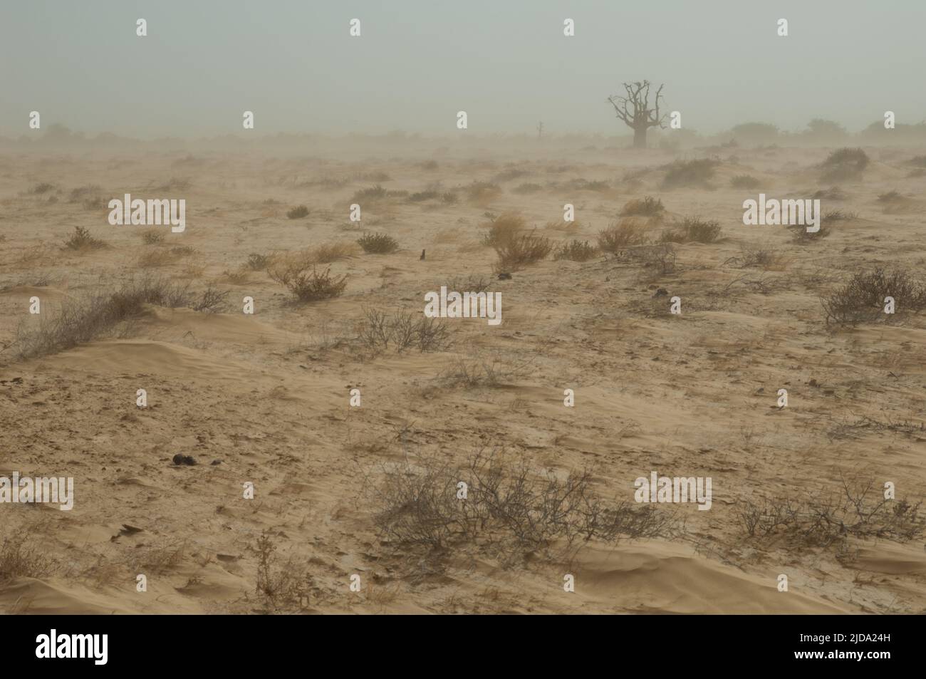 Staubsturm in einer Wüstenlandschaft. Nationalpark Oiseaux du Djoudj. Saint-Louis. Senegal. Stockfoto