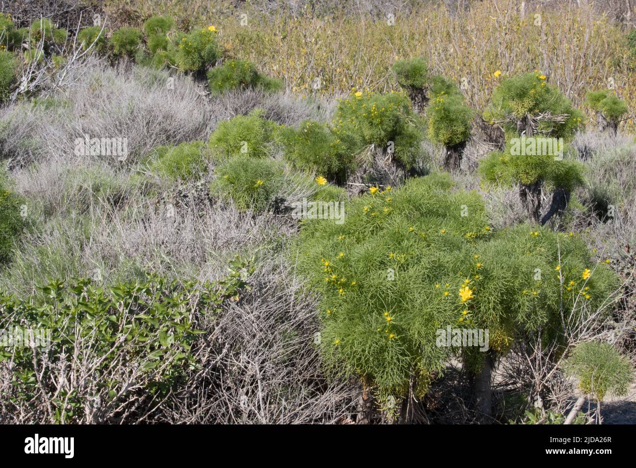 Die Mittagssonne im Winter belebt einen Lebensraum von Coastal Sage Scrub am Fuße der Santa Monica Mountains. Stockfoto
