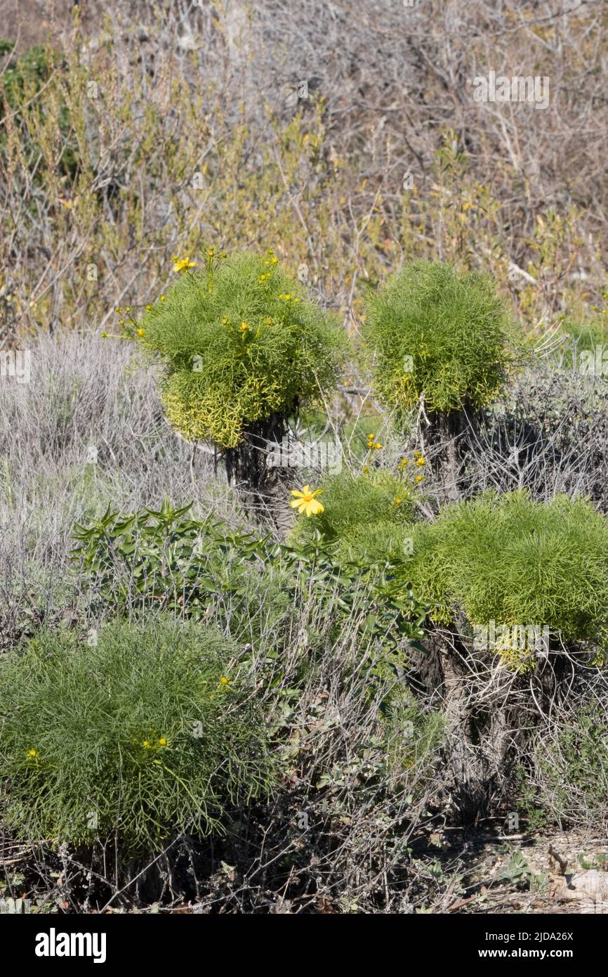 Die Mittagssonne im Winter belebt einen Lebensraum von Coastal Sage Scrub am Fuße der Santa Monica Mountains. Stockfoto