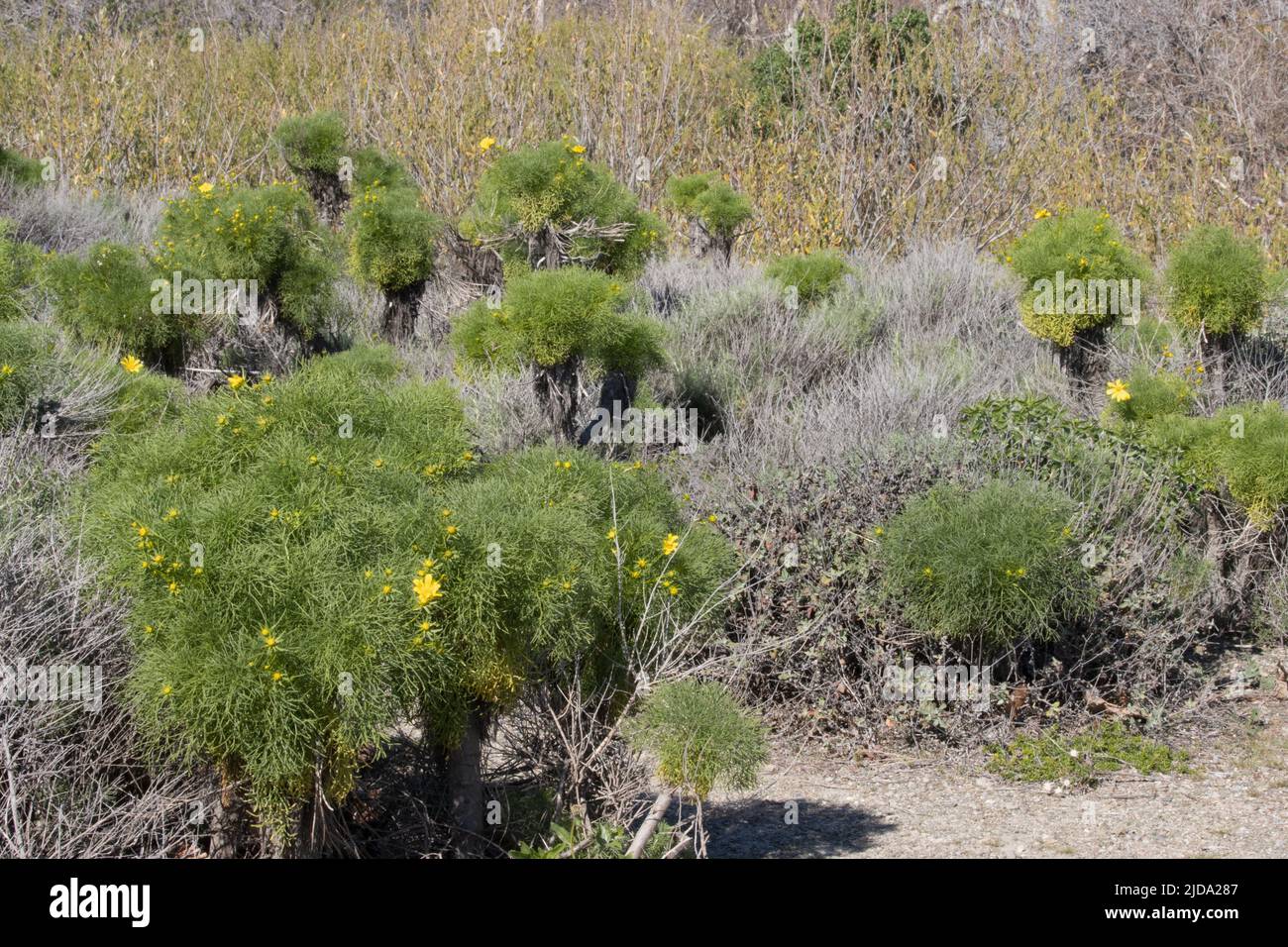 Die Mittagssonne im Winter belebt einen Lebensraum von Coastal Sage Scrub am Fuße der Santa Monica Mountains. Stockfoto