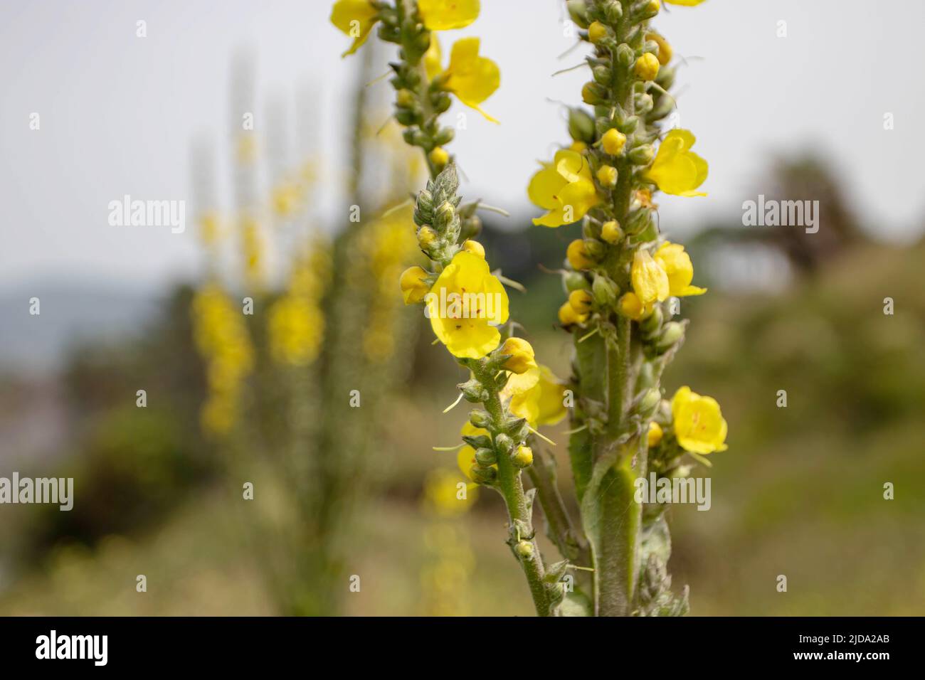 Verbascum thapsus oder gemeine Königskerze mit gelben Blüten und Knospen. Pflanze mit Kräutermedizin. Stockfoto