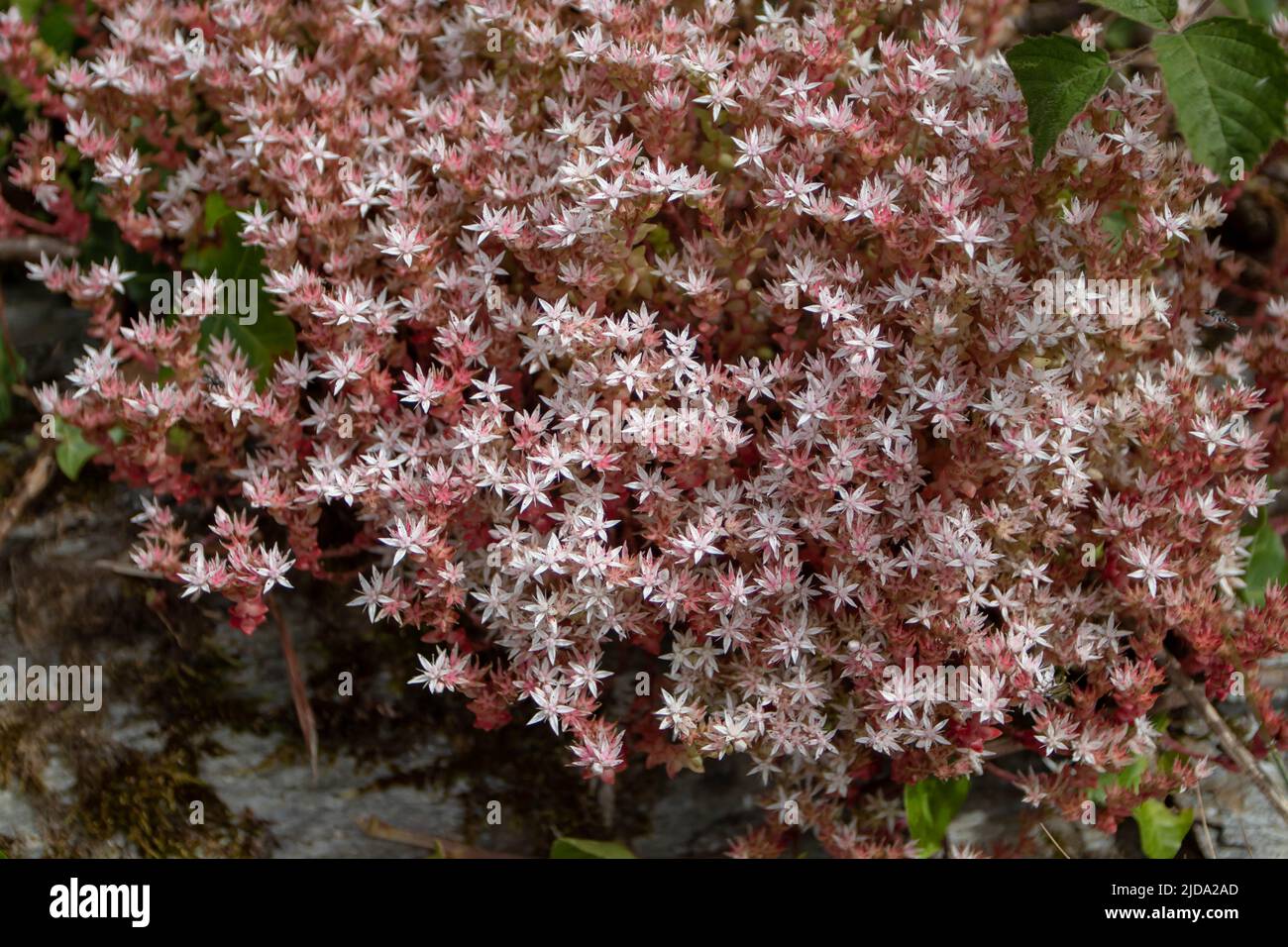 Sedum anglicum oder englische Steinkraupe Crassulaceae-Pflanze, bedeckt mit sternartigen weißen und rosa Blüten auf dem Felsen in der Nähe von Luarca, Asturien, Spanien. Stockfoto