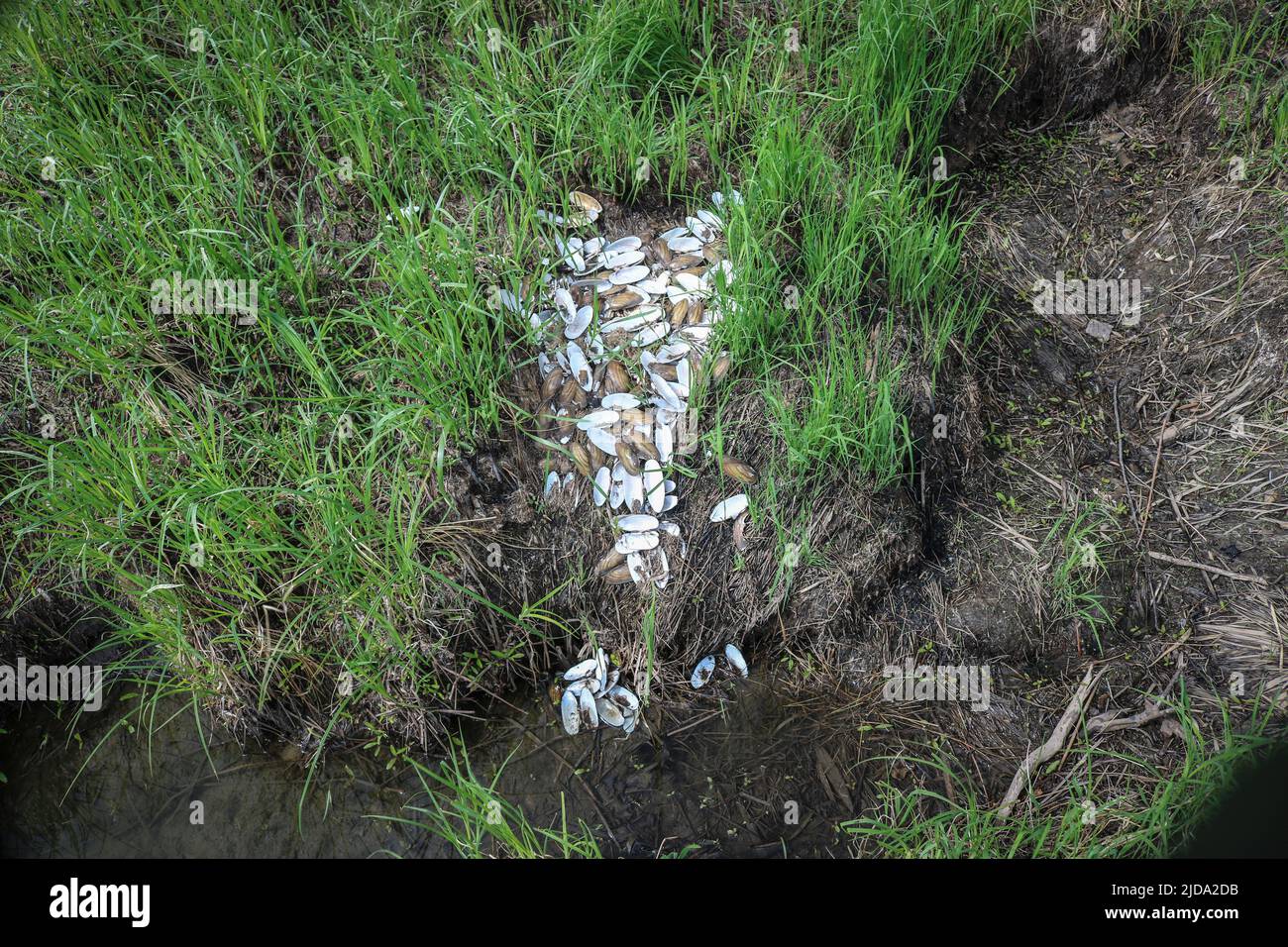 Überreste einer Kolonie von ausrangierten Muscheln Malermuschel (Unio pictorum) nach einer Flut, ist eine Art von Süßwasser-Muschel. Stockfoto