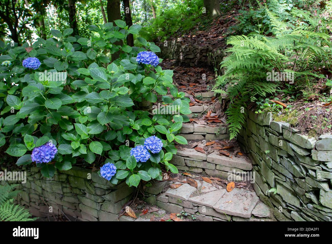 Steintreppen im schattigen Garten, eingerahmt von Farnen und blauen Hortensien. Hortensia macrophylla Strauch an der Stützmauer. Stockfoto