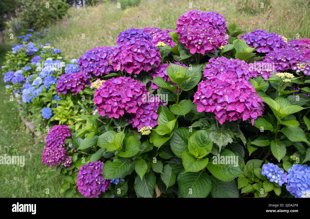 Blaue und violette Hortensien blühenden Sträucher hecken sich an der steinernen Stützmauer, die den Rasenweg im Garten umrahmt. Hortensia macrophylla blühende Pflanzen i Stockfoto