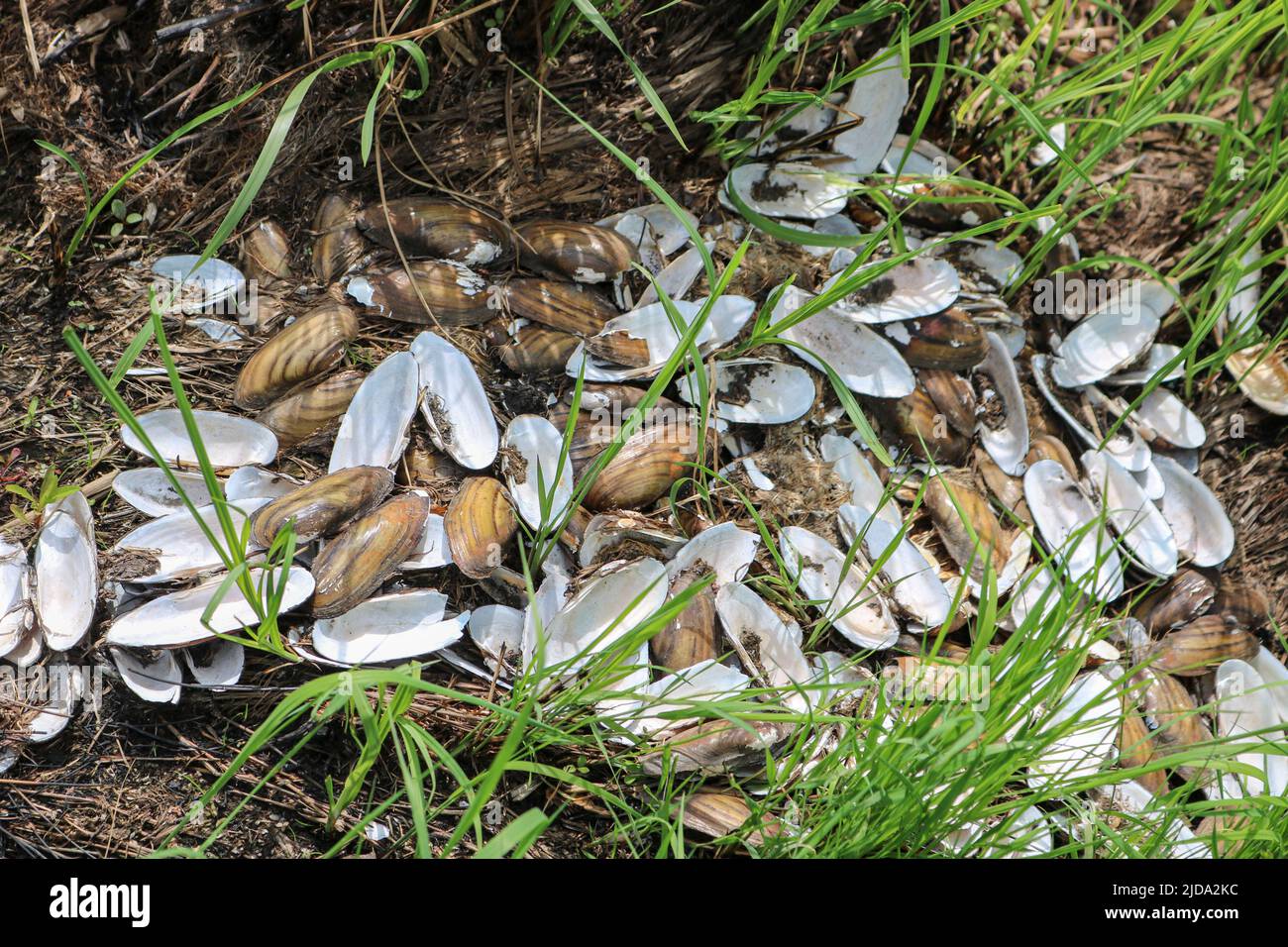 Überreste einer Kolonie von ausrangierten Muscheln Malermuschel (Unio pictorum) nach einer Flut, ist eine Art von Süßwasser-Muschel. Stockfoto