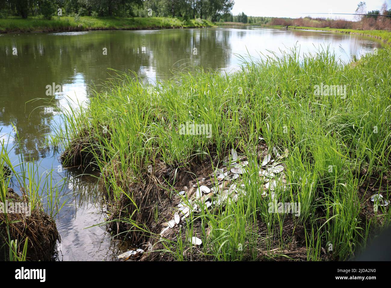 Überreste einer Kolonie von ausrangierten Muscheln Malermuschel (Unio pictorum) nach einer Flut, ist eine Art von Süßwasser-Muschel. Stockfoto