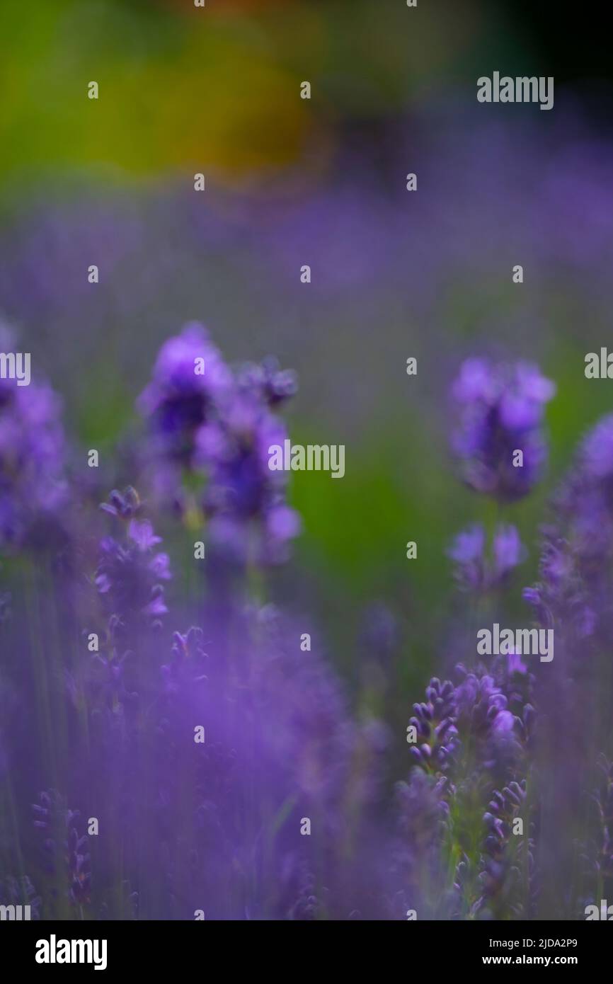 Künstlerisch vibrent verschwommener Hintergrund von Lavendel in Blume für die Verwendung für grafische Ressourcen kopieren Raum und Tuch, die nur die Farben von lila und Stockfoto