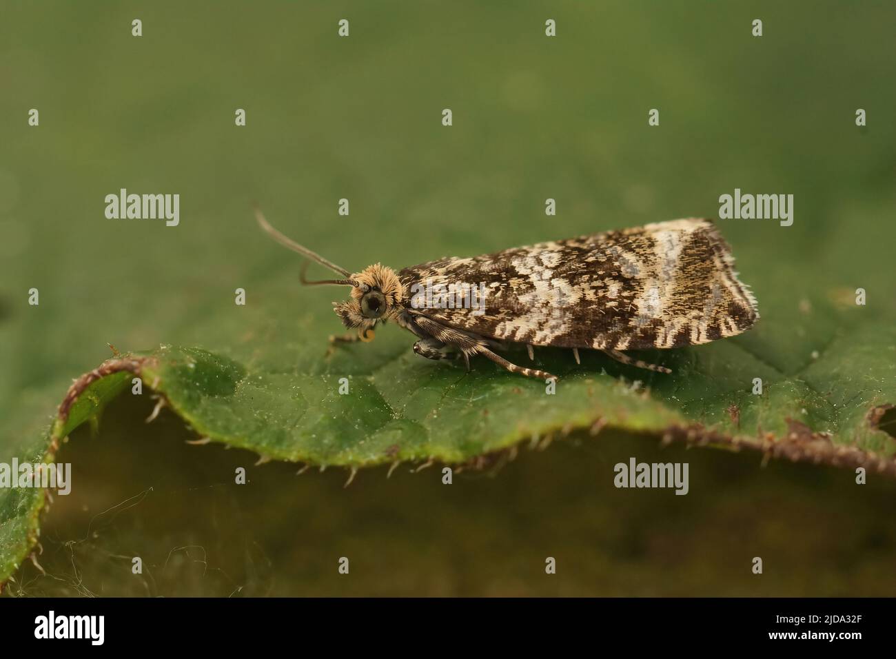 Detailreiche Nahaufnahme eines dunklen Erdbeerschildmotten, Celypha lacunana, der auf einem grünen Blatt im Garten sitzt Stockfoto
